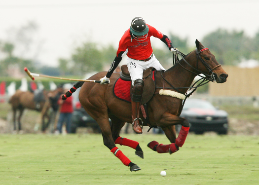 orchardhill polo team audi polo team ipc polo club alex pacheco polo photos 6