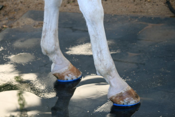 American Equus High Goal Polo Shoes  Small